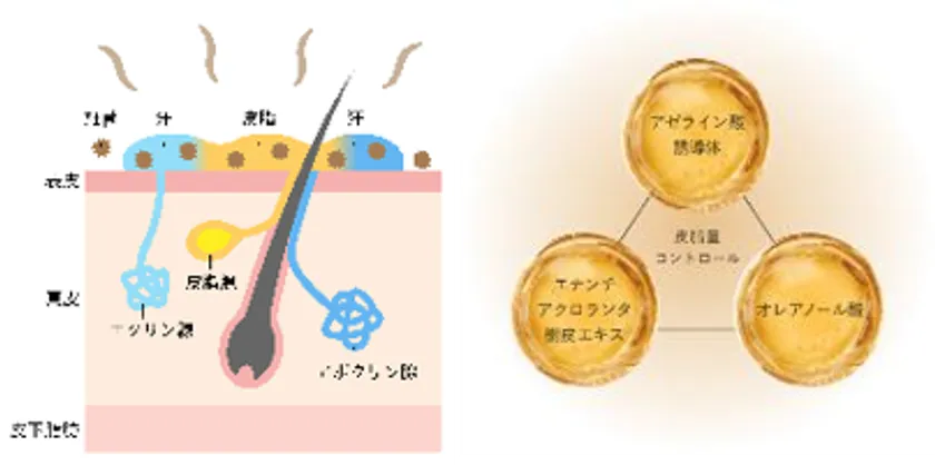 脂性肌へのアプローチ