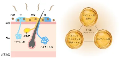 脂性肌へのアプローチ