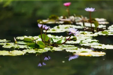 ガーデニングミュージアム花遊庭(熱帯睡蓮)