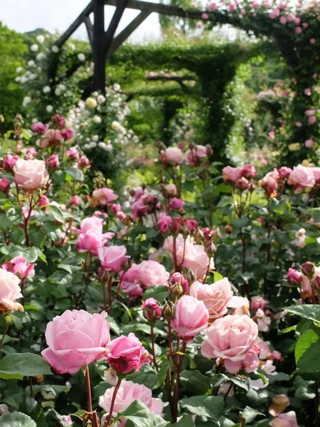 ローズシーズン2