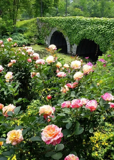 ローズシーズン3