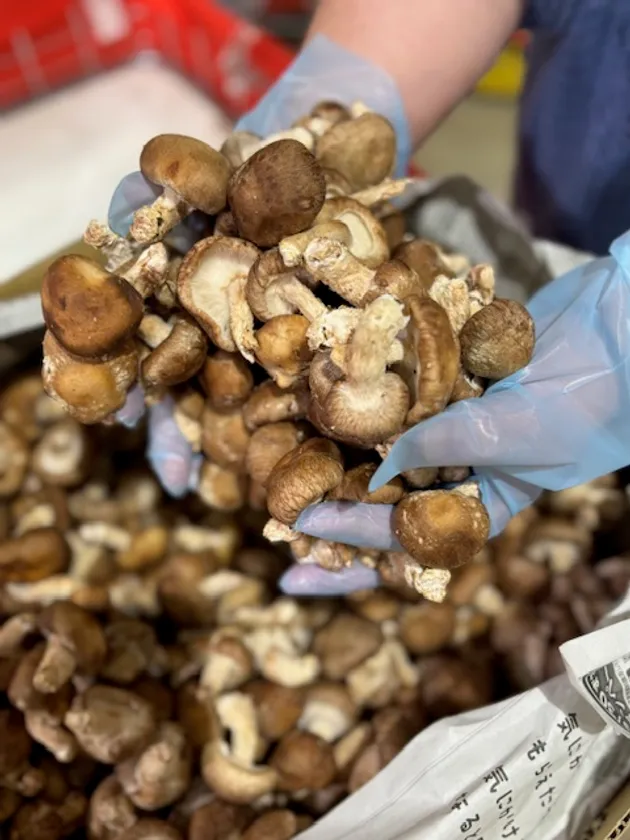 ガバっとすくい取り「ミニしいたけ」