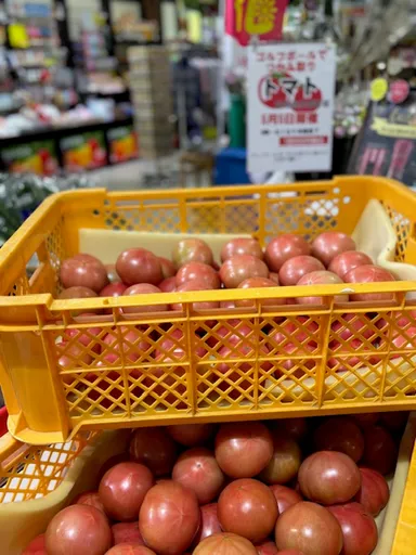 「ゴルフボールですくい取り」人気のトマト！