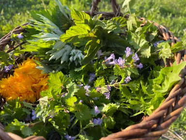 フレッシュ和ハーブ