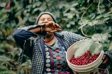 生産者の収穫風景(1)