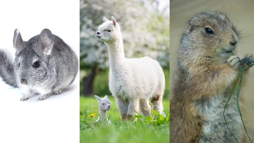 チンチラ・アルパカ・プレーリードック