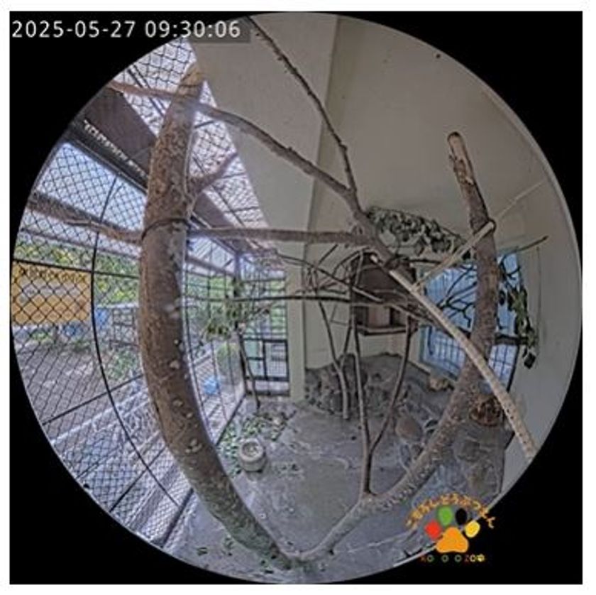 小諸市動物園公式YouTubeチャンネル　ムササビ舎ライブカメラ