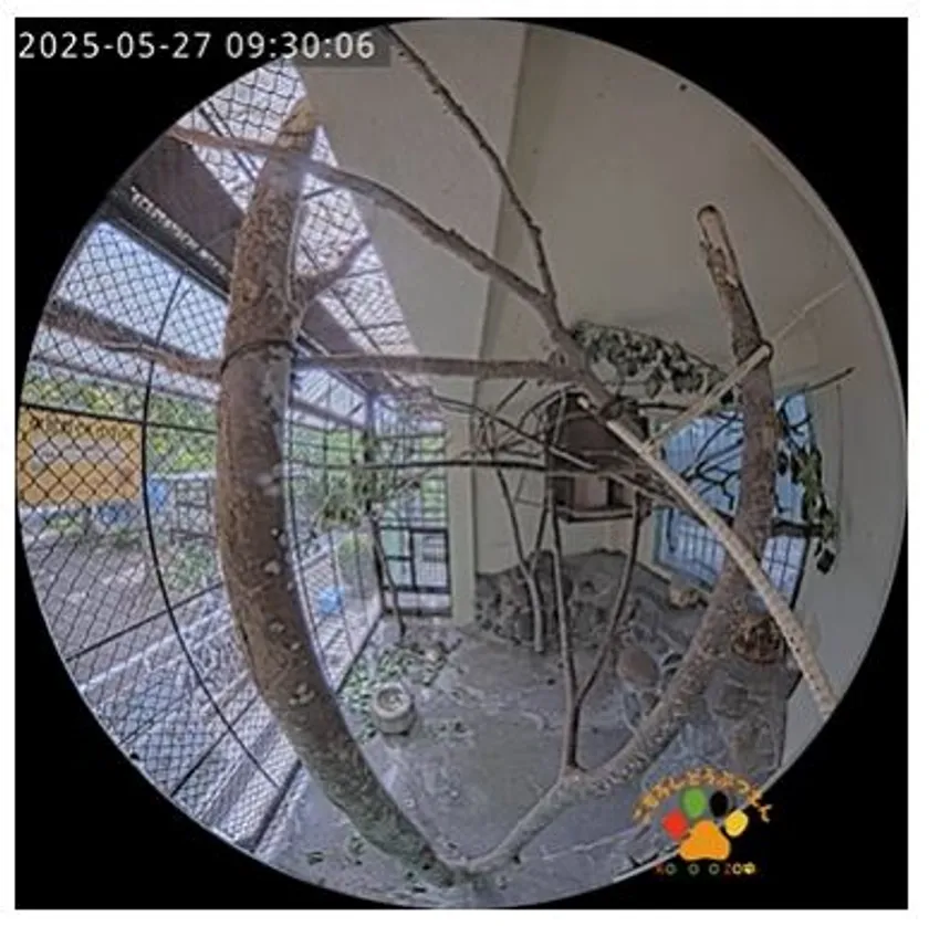 小諸市動物園公式YouTubeチャンネル　ムササビ舎ライブカメラ
