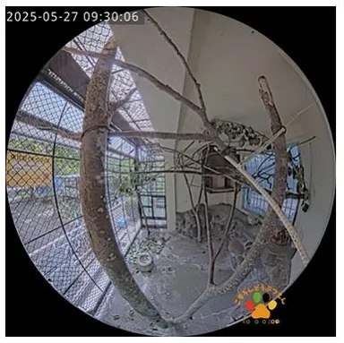 小諸市動物園公式YouTubeチャンネル　ムササビ舎ライブカメラ