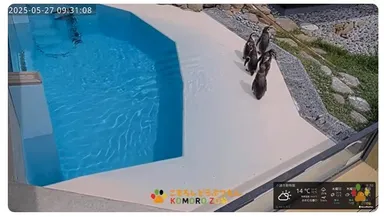 小諸市動物園公式YouTubeチャンネル　ペンギン舎ライブカメラ