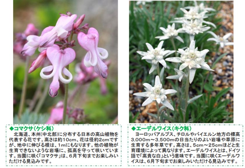 六甲高山植物園 高嶺の花
コマクサとエーデルワイス が見頃です!