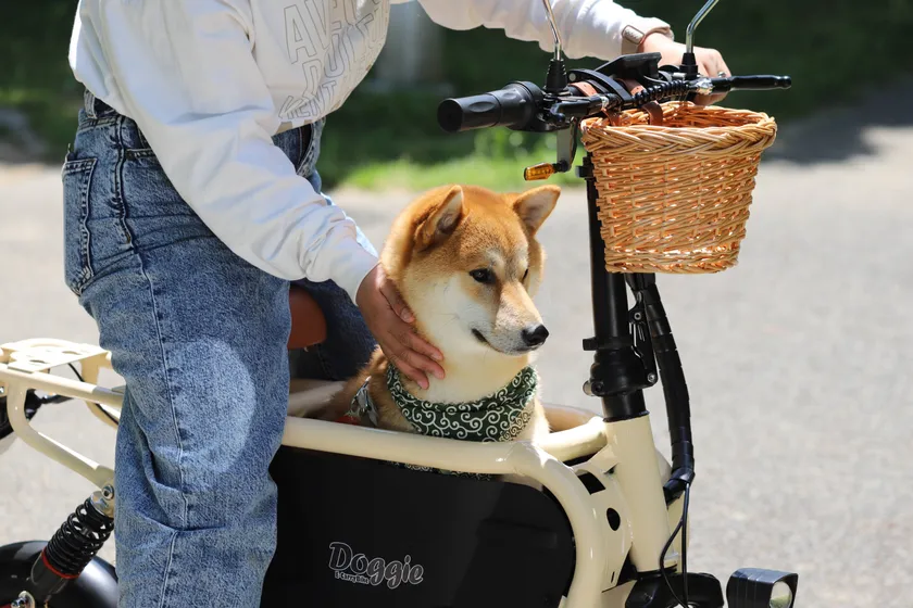 愛犬とお出かけ2