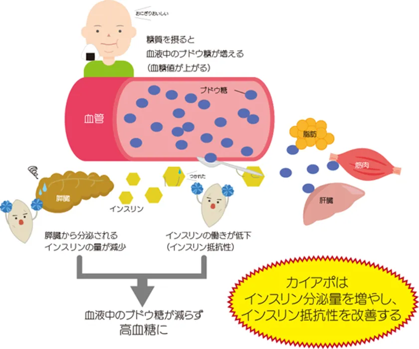 図2 カイアポ(白甘藷由来糖ペプチド)が働く様子