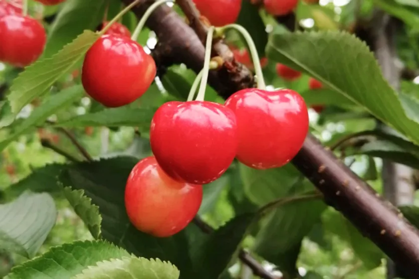 山形県大石田町産の佐藤錦