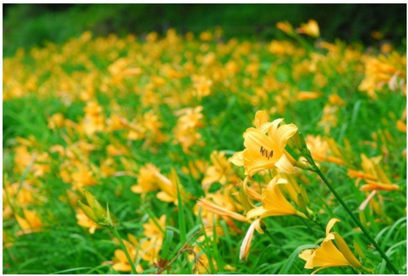 六甲高山植物園 明るい夏色の花！
約1,000株の「ニッコウキスゲ」が見頃です