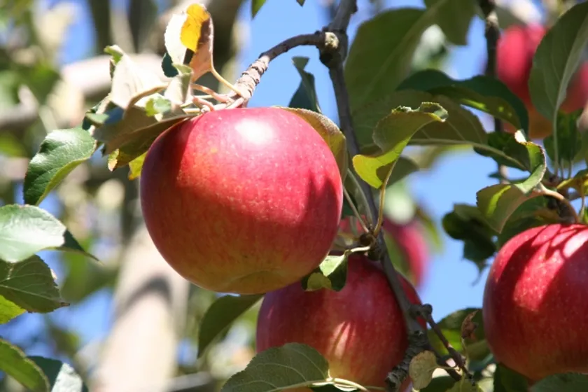 りんごイメージ