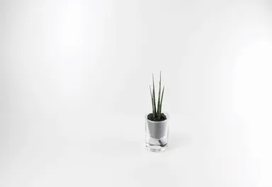 通常パッケージとギフトパッケージ