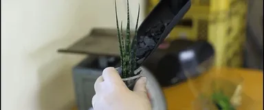 植え込みの様子：綺麗に整えられた炭に癒されながら