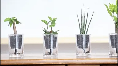 植物の種類は全部で5種