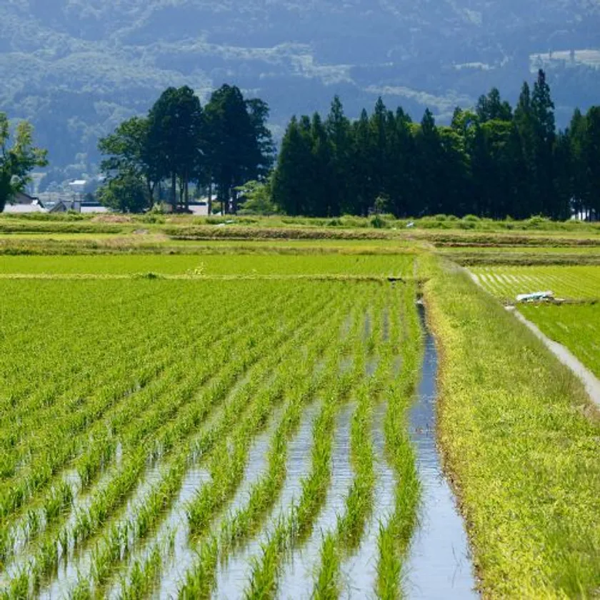 田んぼの景色