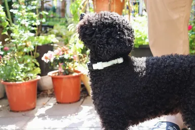 日中着用イメージ