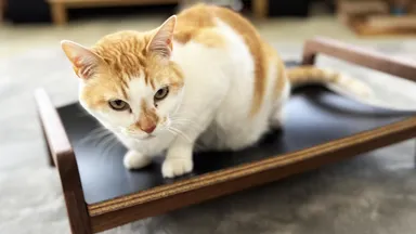 かわいい要素を排除したシンプルデザイン