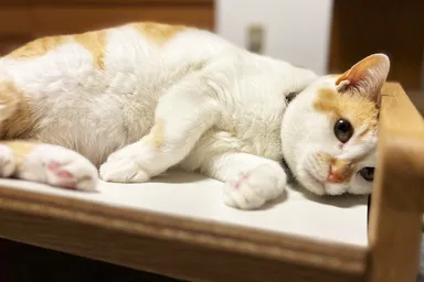 猫の体を考えたこだわりの形状