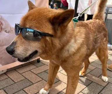 イケイケなワンちゃんがいました