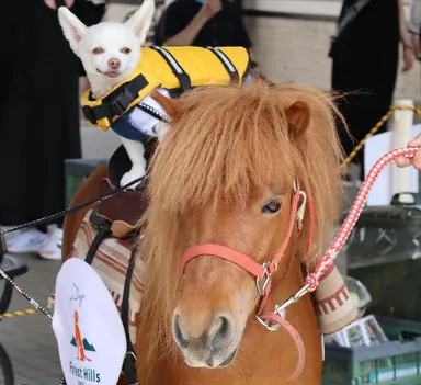 ポニー乗馬体験「ポニーのミルキーとリアン君」