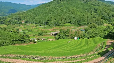 稲渕棚田