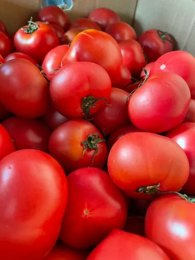実際の規格外野菜(トマト)
