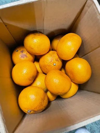 実際の規格外野菜(柑橘類)