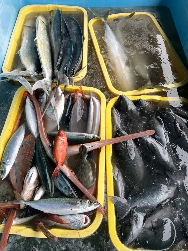 水揚げされた内、流通になりにくい魚。