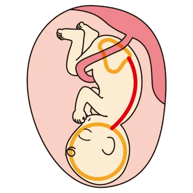 お腹の中では背中はCのように丸い(通称Cカーブ)。