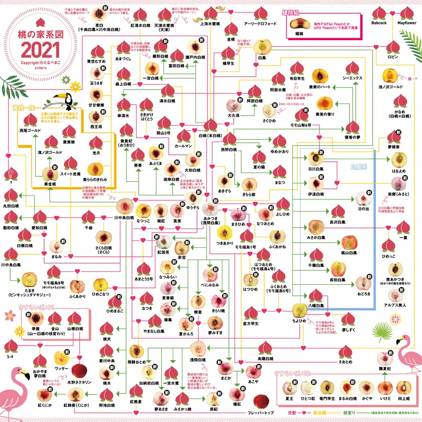 MOMOテラス_この桃どんな桃!?桃の家系図クイズ _桃の家系図
