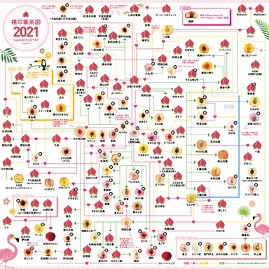 MOMOテラス_この桃どんな桃！？桃の家系図クイズ _桃の家系図