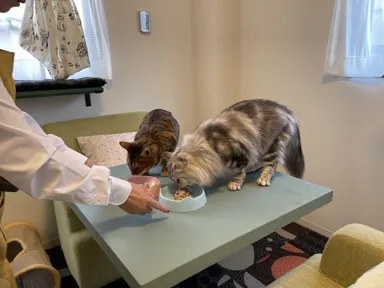 実際にお部屋で過ごす猫ちゃん1