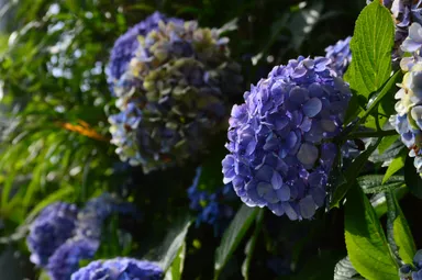 植物の生命力溢れる南伊豆の初夏