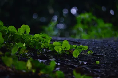 葉を透かした柔らかな逆光の表現