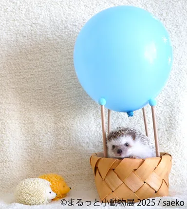 まるっと小動物展 展示作品：saeko