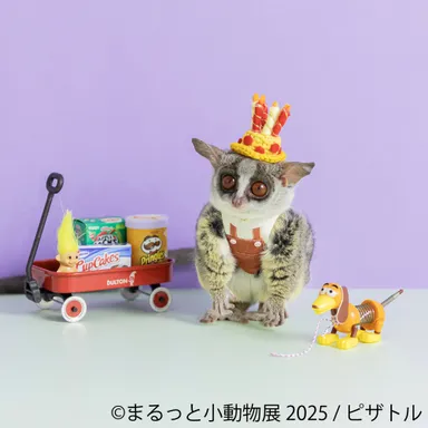 まるっと小動物展 展示作品：ピザトル