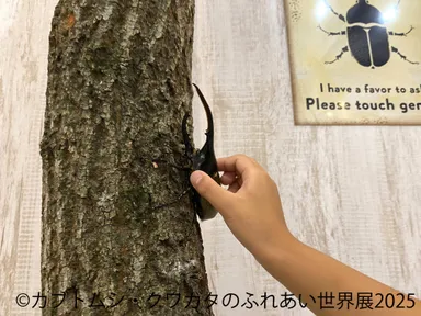 カブトムシ・クワガタのふれあい世界展 展示：ふれあい 2