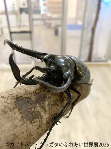 カブトムシ・クワガタのふれあい世界展 展示：ふれあい 3