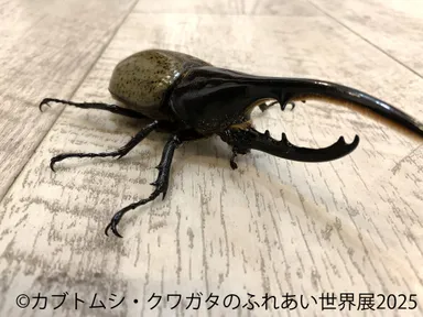カブトムシ・クワガタのふれあい世界展 展示：ふれあい 4