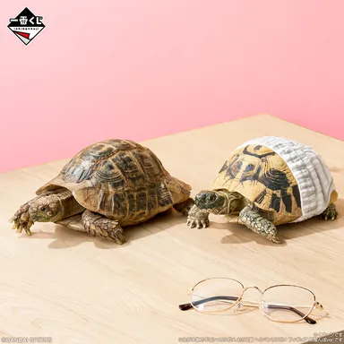 C賞：ヘルマンリクガメ フィギュア 部屋んぽver.(イメージ1)
