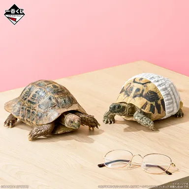 C賞：ヘルマンリクガメ フィギュア 部屋んぽver.(イメージ2)