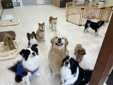 大型犬～小型犬