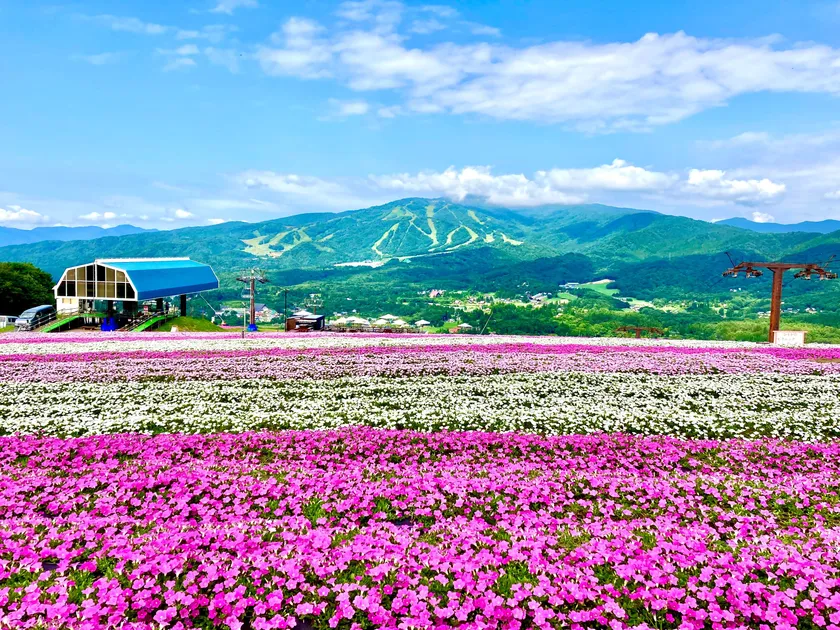 ペチュニアガーデン