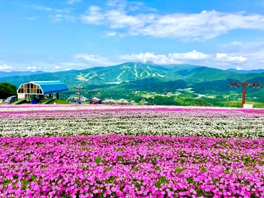 ペチュニアガーデン