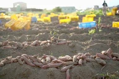 大阪さつまいも畑